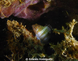 canon g9 inon strobes by Ernesto Rodriguez 